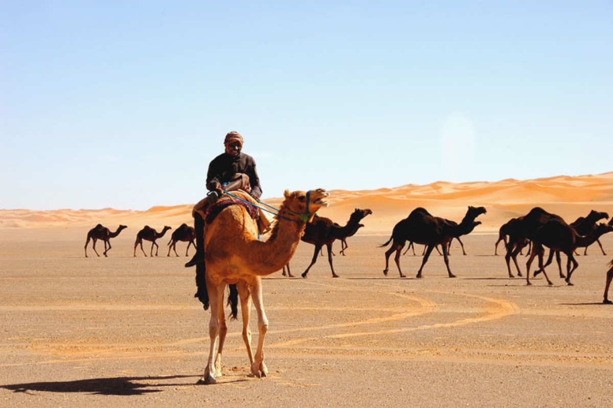 Camel caravan traveling across desert dunes