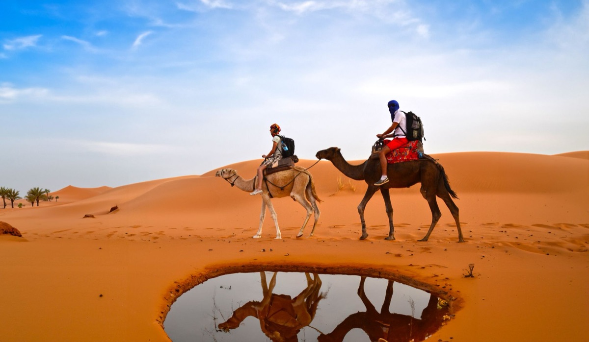 Dune, camel, traveler