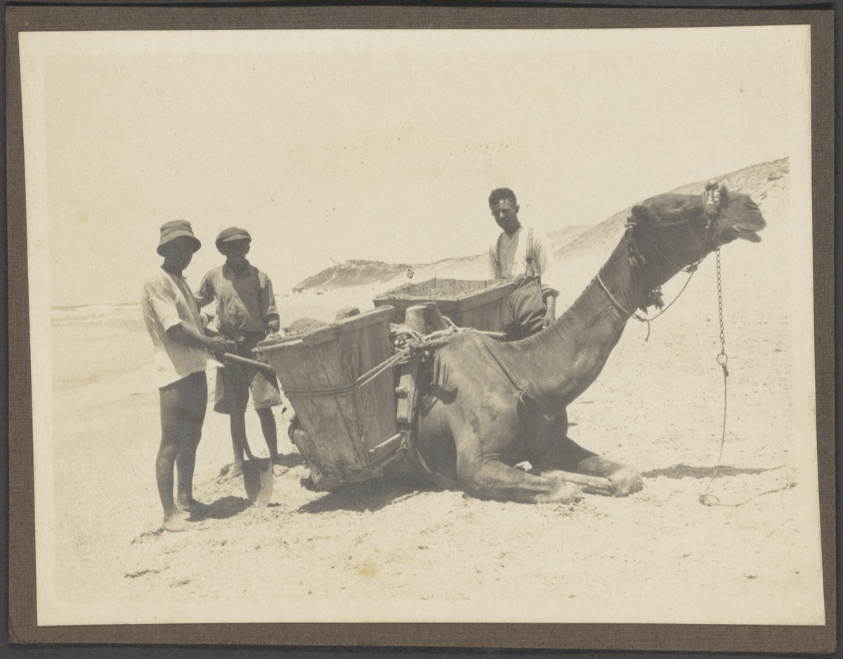 Dune et camel dans le désert d'Abu Dhabi