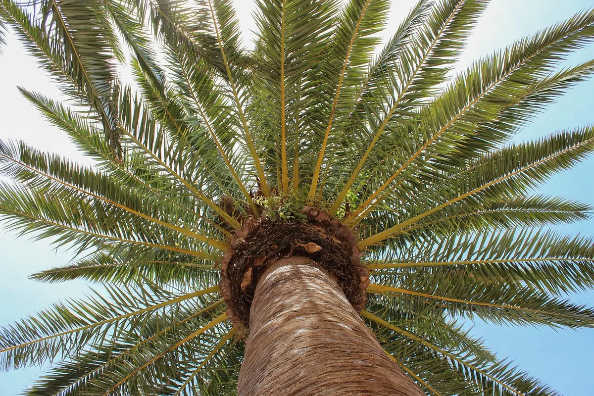 palm tree, blue sky, blue, nature, tree, tropical, menorca, summer, palm tree, palm tree, palm tree, palm tree, palm tree, nature, nature, tree, tree